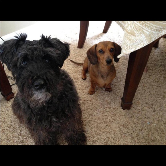 Not for sale— most of my pets, some who have passed over the Rainbow Bridge. 🥹 - Picture 13 of 16